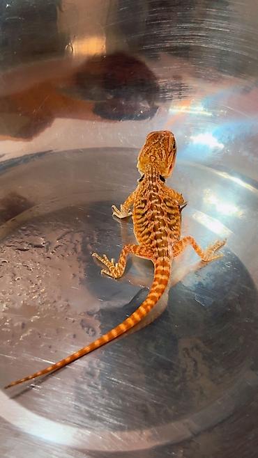 taxta qurdu: Bearded dragon ( aqama ) ve gecko ( eublefar ) kertenkele balalari — 4
