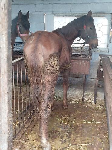 Лошади, кони: Продаю | Жеребенок | Рабочий — 1