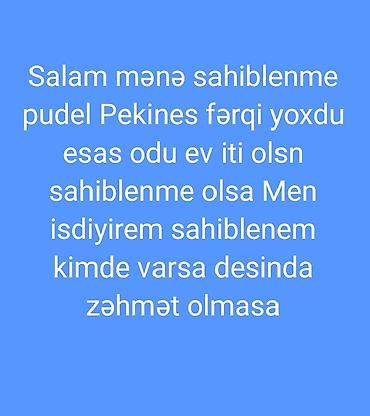 heyvan sahiblənmə: Pudel — 1