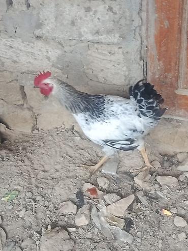 quş xana: 9. Ayliq. Cavan. Xoruz du. 2 kq. Eti. Var. Barter Edirem. 2. İllik — 2