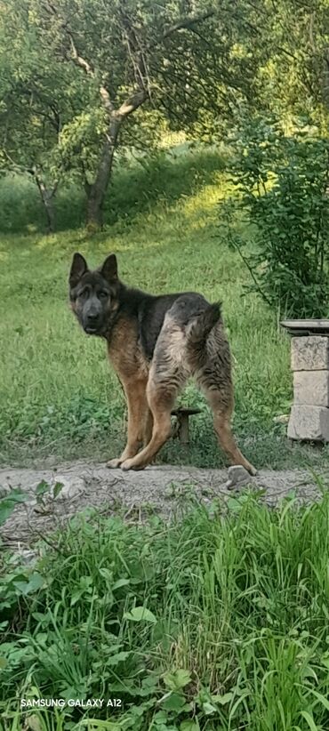 İtlər: 1 il, Erkek, Peyvəndli, Ünvandan götürmə lalafo.az -da İtlər: 1 il, Erkek, Peyvəndli, Ünvandan götürmə