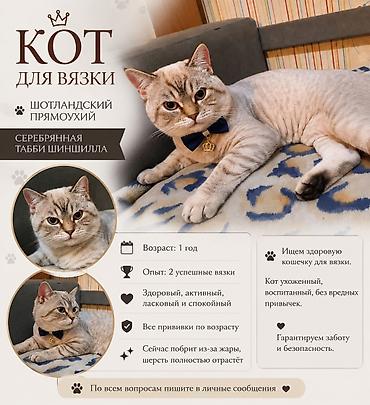 Şotland, Erkək, Cütləşmə üçün lalafo.az -da Şotland, Erkək, Cütləşmə üçün