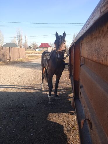 Лошади, кони: Продаю | Конь (самец) | Конный спорт — 4