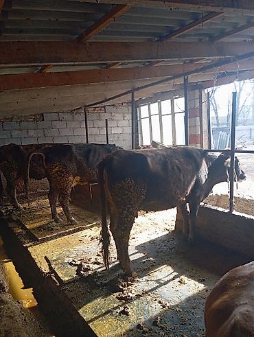 Коровы, быки: Продаю | Корова (самка) | Для молока | Привязанные — 4