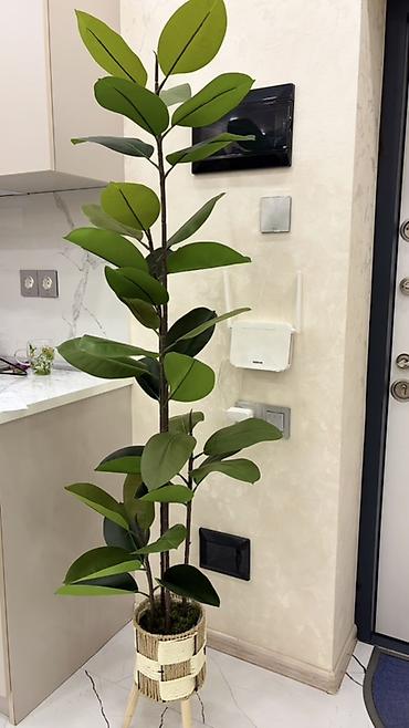 agac gulleri: Dekorativ böyük ev bitkisi – kauçuk ağacı (Ficus elastica) görünüşlü — 1