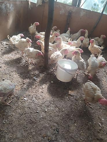 serebris cücə: Salam əyri pipiy cücələr satılır çəki 1 kq 1300 kq arası çatdırılma — 1