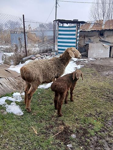 Баран, овца: Продаю | Овца (самка) | Для разведения | Матка — 7