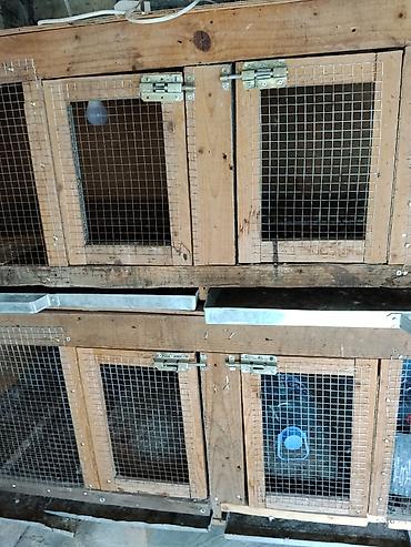 продажа птиц в баку: İki mərtəbə dord gozlu qəfes satilir.Dovsan bildircin goyərcin və s — 2
