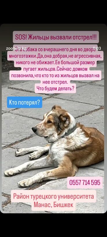 молочные козы: Собака даром: Алабай, 6 месяцев, Самец
