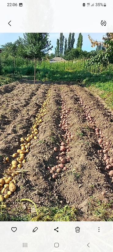 Продажа домов: Дом, 300 м², 5 комнат, Собственник, Косметический ремонт at lalafo.kg — 17 Продажа домов: Дом, 300 м², 5 комнат, Собственник, Косметический ремонт — 17