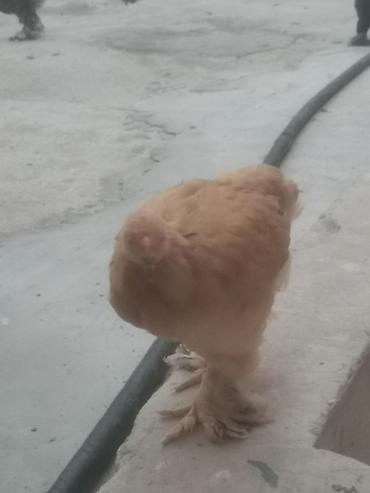 brama cuceler: Toyuq, Brama, Damazlıq — 2