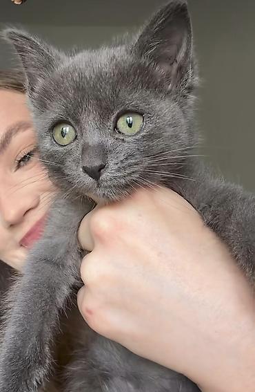 Продажа кошек: Продаю котика (мальчик) мать у него вислоухая,но он получился с — 3