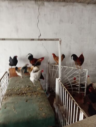 ечки сатылат: Срочно продаю 15 кур 5 петух 🐓🐓🐓🐓🐓