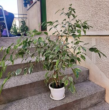 ukrasne lampe za dnevni boravak: Fikus Bendžamin šareni 106 cm Bendžamin (ficus benjamin) je