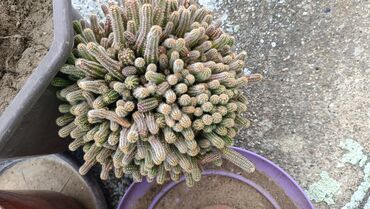 forma ideale regali za spavacu sobu: 🌵