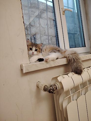 шиншилла кот: Самка — 1