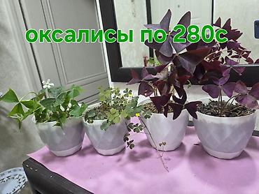 Комнатные растения в горшках - Оксалисы (кислицы) – декоративные