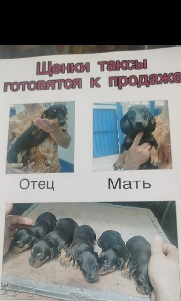 сколько стоит чихуахуа мини: Продаю щенков таксы родились 6 августа осталось три девочки. Только