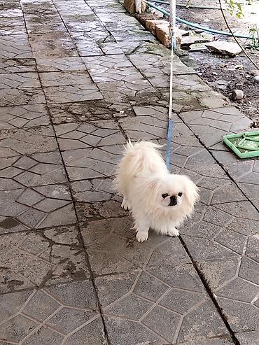 it bazari hardadi: Pekines, 7 ay, Erkək, Sənədli, Ünvandan götürmə, Pulsuz çatdırılma — 1