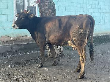 Коровы, быки: Продаю | Корова (самка) | Алатауская | Для разведения, Для молока at lalafo.kg — 3 Коровы, быки: Продаю | Корова (самка) | Алатауская | Для разведения, Для молока — 3