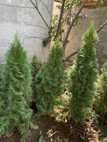 где купить тюльпаны оптом: Көчөттөр дарактардын: Туялар, Өзү алып кетүү, Акысыз жеткирүү, Акылуу жеткирүү