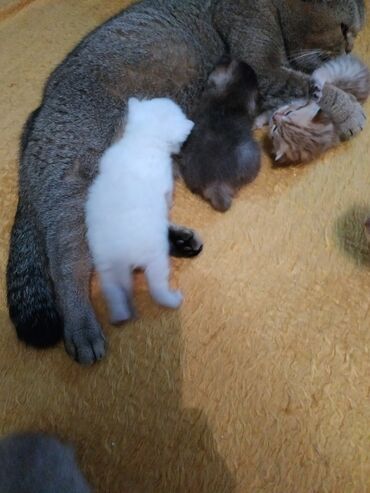 Pişiklər: Britan — 8