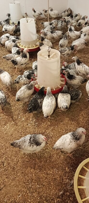 Toyuqlar: Toyuq, Broyler, Ətlik -da lalafo.az — 6 Toyuqlar: Toyuq, Broyler, Ətlik — 6