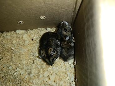 brama cuceleri: Cırtdan hamster (cücə ölçülü, qısa quyruqlu) – ailəvi ev heyvanı - — 3