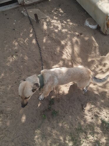 İtlər: KÖÇÜRÜK DEYƏ ÖZ İTLƏRİMDİ ETİBARLİ ƏLLƏRƏ VERİLİR SİYƏZƏNDƏN — 11