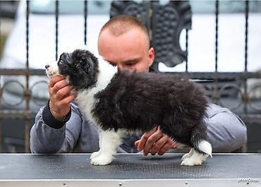 Psi: Na prodaju 4 šteneta Border Collie, iz dva različita legla. Jedno — 10