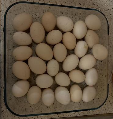 Təbii toyuq yumurtası 0.28 qepık - Rəng: krem–ağ tonlarında, orta və lalafo.az -da Təbii toyuq yumurtası 0.28 qepık - Rəng: krem–ağ tonlarında, orta və