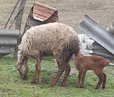 qurbanlıq qoyun: Dişi, il: 1, Damazlıq