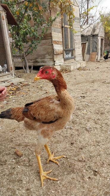 Toyuqlar: 7 aylıq fərədi — 11