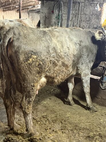 Коровы, быки: Продаю | Корова (самка) | Для молока | Привязанные — 12