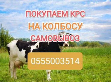 доиные коровы: Куплю | Коровы, быки, Лошади, кони | Круглосуточно, Любое состояние, Забитый