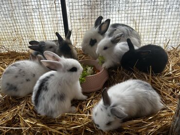 İtlər: Dekorativ dovşan balaları Müxtəlif rəng və naxışlarda dekorativ