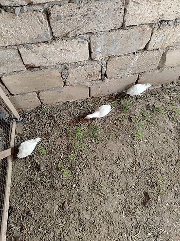 Qırqovul: 1cüt 2illik Qafqaz və1 cüt bala qafqaz qırqovul. 7 ag bildirçin — 9