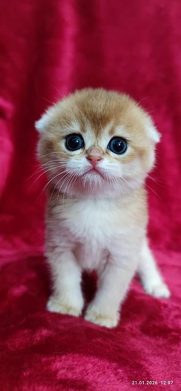 Продажа кошек: Скотиш Фолд (Шотландская вислоухая), 2 месяца, Мальчик, Золотая шиншилла — 2