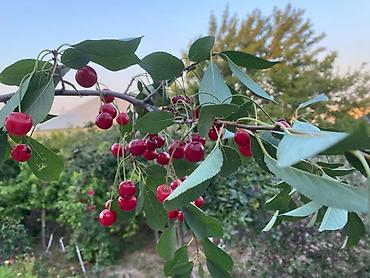 Divanlar: Künc divan, Açılmayan, Parça — 20