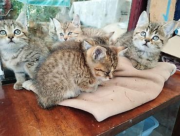 Мышыктар: Котята, тигровые табби - Возраст: примерно 1,5–2 месяца (по размеру и — 2