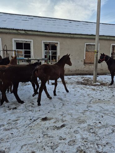 Лошади, кони: Продаю | Жеребенок | Для разведения | Племенные — 9