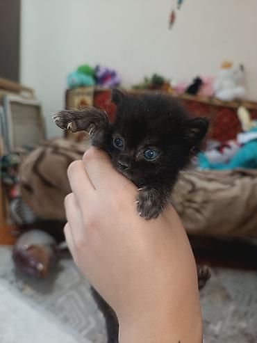 новорождённые котята: Кошка даром: Беспородная, 1 месяц, Мальчик, Приучена к лотку — 1