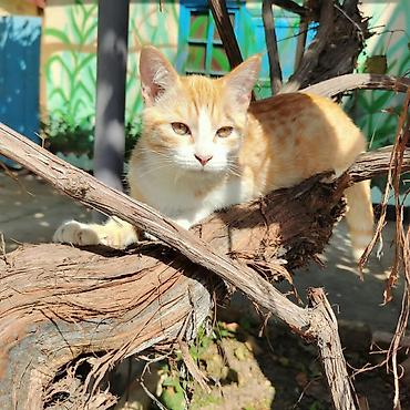 Другие животные: Рыжий КОТик🐱 
возраст 4 месяца 
ИЩЕТ СВОЮ СЕМЬЮ 🤗 — 1