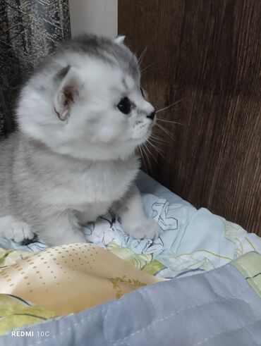 Продажа кошек: Скотиш Страйт (Шотландская прямоухая), 1 месяц, Девочка, Серый