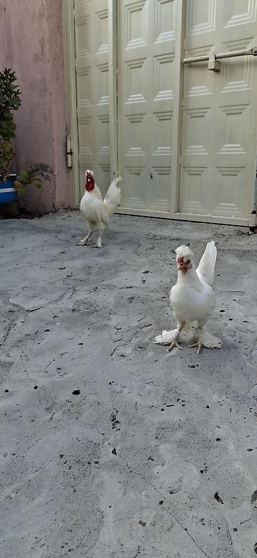 Сельхозптицы: Yaponka sağlam cavan.barter var baxır təklifə — 1
