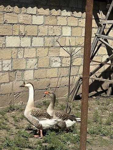 dişi qaz: Satılır: qazlar 2 yerli 1 quban qaz satılır 1 erkek, 2 kişi Yumurtayan — 2
