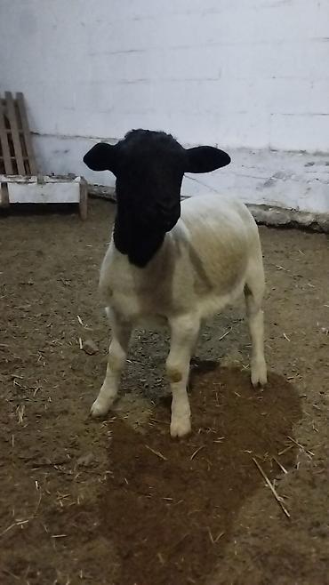 Баран, овца: Продаю | Баран (самец) | Для разведения | Племенные — 16