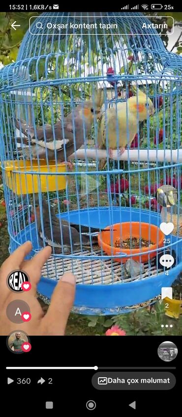 Tutuquşları: 3 ədəd karella 2 si ərkeydi birin dəqiq bilmirəm qəfəs daxil 100 m