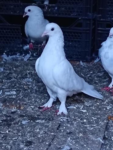 cins toyuqlarin satisi: Salam. Tam saglam heyvanlardı. Hamsi ucan quslardi. Cutderde var — 4