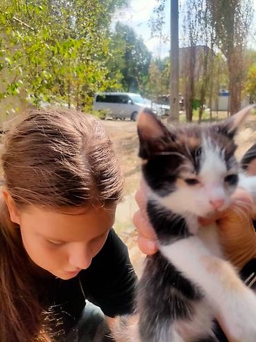 паштет: Котята, 4 малыша из одного помёта. - Окрас: 1) Белый с чёрными — 3